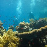 wadi-el-gemal-diving