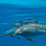 wadi-el-gemal-dolphins