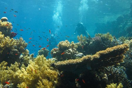 wadi-el-gemal-diving