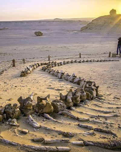 The_whales_fossils_at_Wadi_El-Hitan,_Egypt_2017