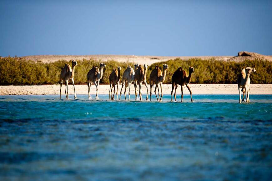 gorgonia-beach-resort_marsa-alam_red-see_elqulaan_main_1_870x579