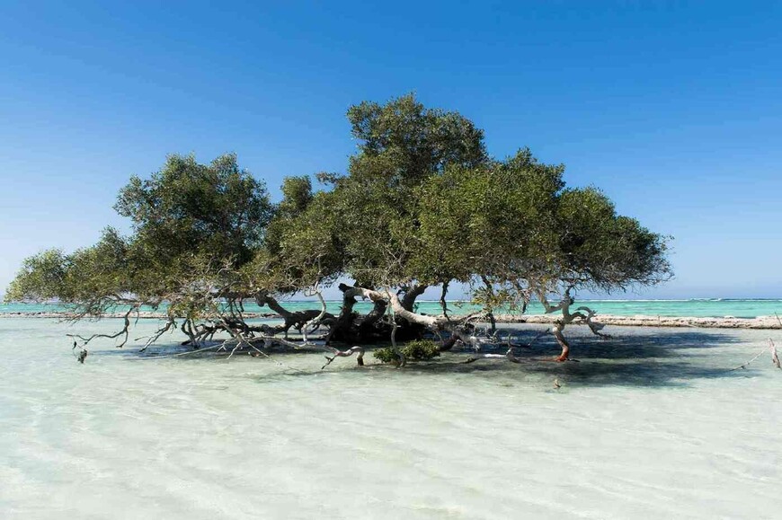 wadi-el-gemal_870x579