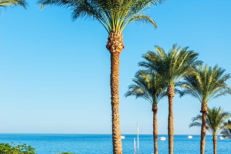 Palms in egypt