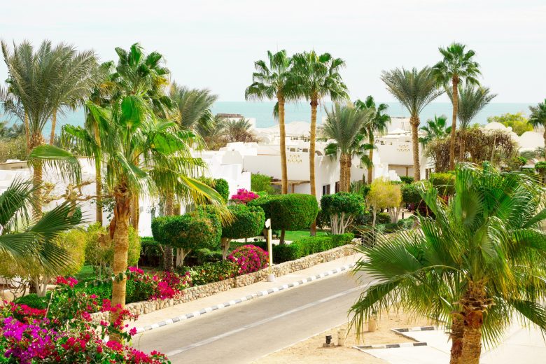 Resort beach with palm tree at the coast shore of Red Sea in Sharm el Sheikh, Sinai, Egypt.